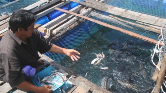 1,500 dead fish appear in floating farms in Ca Mau province