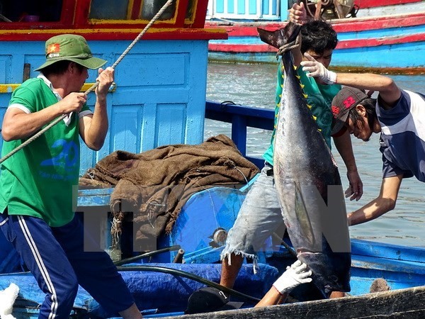 Vietnam’s tuna export earnings gained a year-on-year increase of 20 percent to US$ 216 million in the first five months (Source: VNA) 