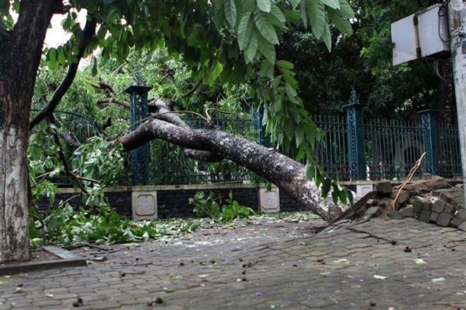Storm Talas uproots many trees in Vinh City, Nghe An province (Photo: VNA)