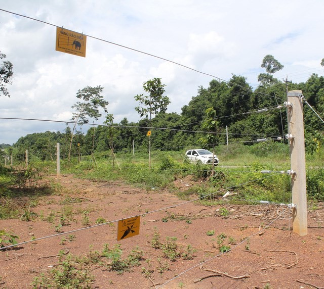 A 50km long electric fence has been put into operation on a trial basis to prevent wild elephants from wandering into residential areas in Dong Nai province. (Photo: dantri.com.vn)