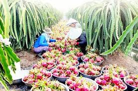 Australia will import Vietnamese dragon fruits in the crop of 2017-2018