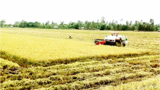 The project on application of remote sensing information technology into the agricultural production has been implemented in ten provinces of Mekong Delta region since 2012.