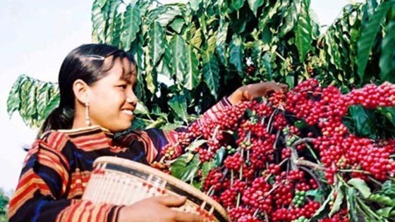 Coffee export turnover in Dak Lak increases US$ 88 million