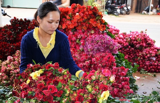Flower price in Da Lat prior to Teacher’s Day has jumped double or triple