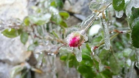 If the temperature keeps at 4-10 degrees Celsius in Sa Pa town, frost is expected to appear in Fansipan