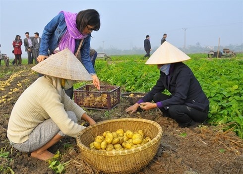 In Vietnam, greenhouse gas (GHG) emissions from rice cultivation are estimated to account for more than half of emissions by agriculture production as a whole.— Photo nongnghiep.vn