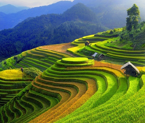 Terraced paddy fields in Mu Cang Chai in Yen Bai Province. (VNS File Photo)