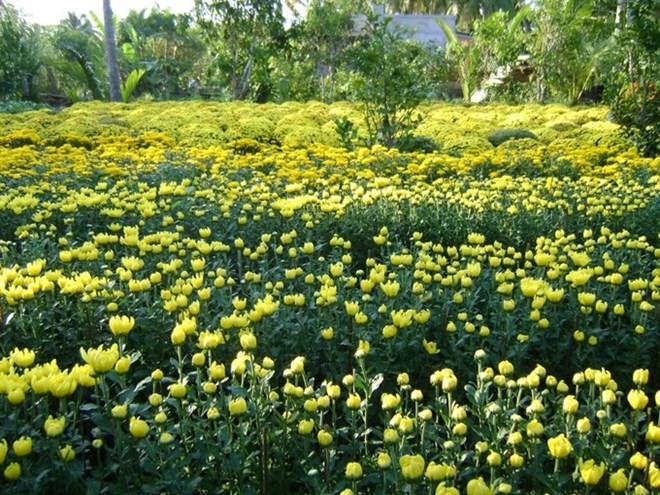 Flower field in Ben Tre province. (Photo: VNA)