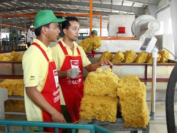 Producing rubber for export (Photo: VNA)