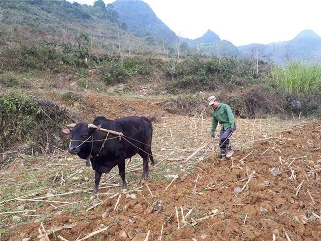 A farmer in Cao Bang province (Photo: VNA)