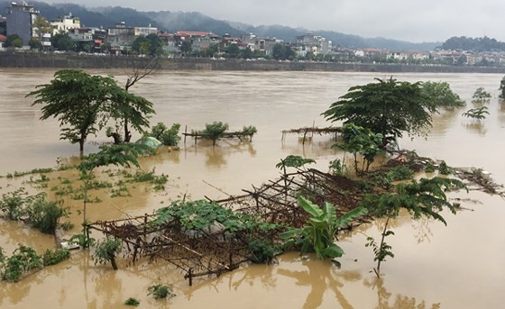 Rise of water level on Hong River destroy vegetable and flower crops.