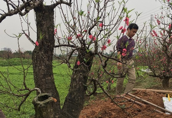 The plum and cherry blossoms are in good harvest which made farmers so excited.