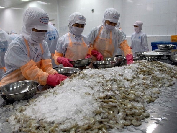 Whiteleg shrimp continues to make up most of Vietnam’s exported shrimp products (Photo: VNA)