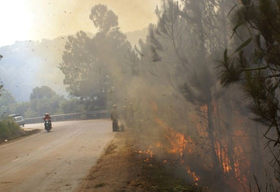 Vegetation fire occurs along Prenn Pass near Da Lat city (illustrative photo:SGGP)