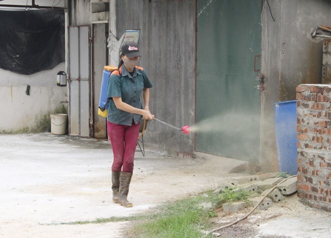 Spraying chemicals to sterilise breeding facilities (Photo: VNA)