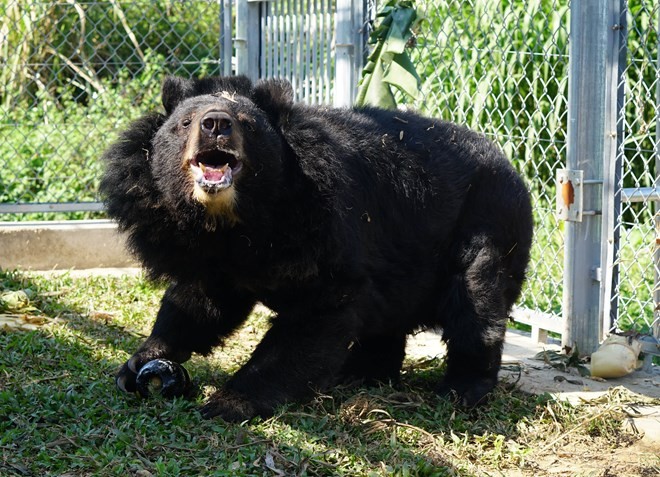 A bear is living at the Ninh Binh bear conservation centre (Photo: VNA)
