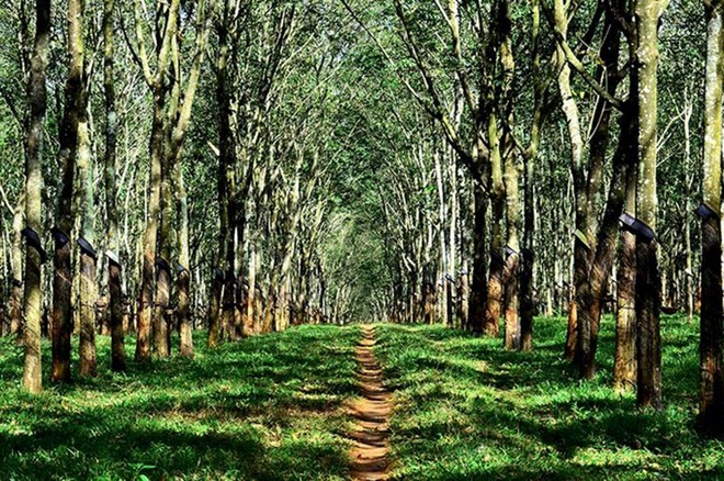Rubber forest in Gia Lai province (Photo: vnexpress.net)