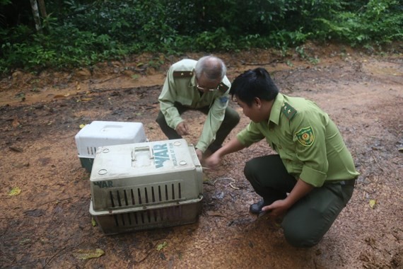 Golden pangolin and wild cat species are released to natural and living environment at the Cat Tien National Park . (Photo:CT)