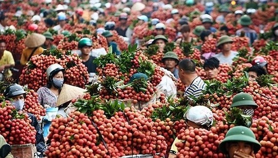 Vietnamese lychee eligible for export to US and Chinese markets
