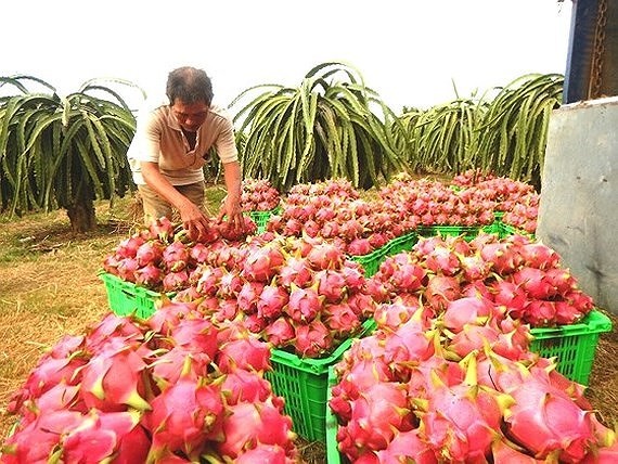 Central Group Vietnam to help farmers selling 500 tons of dragon fruit