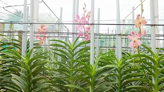 HCMC put into production of 55 new plant varieties