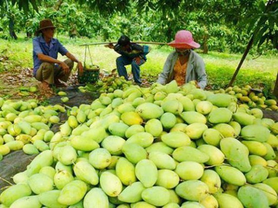 Vietnamese mangoes will be exported to Chile 