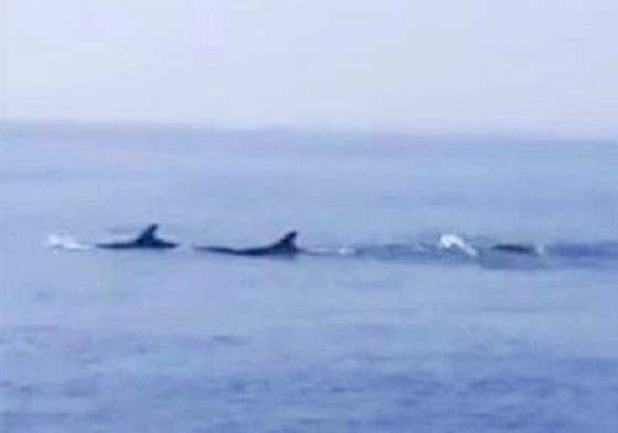 A group of dolphins appeared in the territorial water of ​​Cua Dai