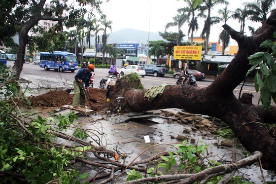 Functional force is cleaning up uprooted tree along roads 