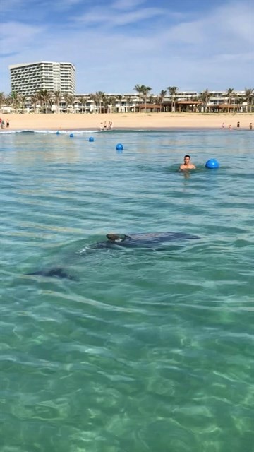 A large dolphin has paid a rare visit to the shallow waters of Cam Ranh Bay in the south central coastal province of Khanh Hoa.