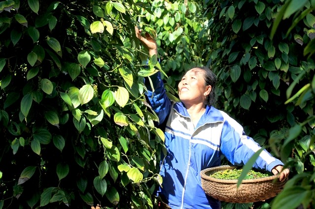 Harvesting pepper in Quang Tri Province. Vietnam’s pepper exports in the first six months of this year reached 166,812 tons, earning $356 million. (Photo:VNA)