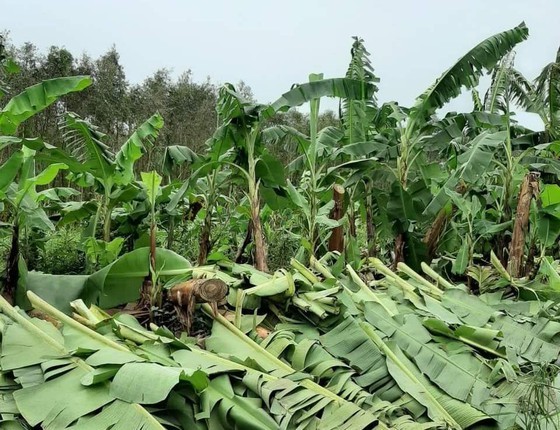 Whirlwind blows up more than 1,340 hectares of banana cultivation at U Minh Thuong District. (Photo: Sa Thuong)