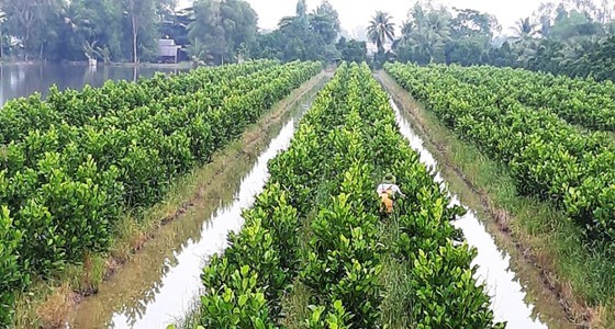 Mekong Delta will expand additional 150,000 hectares of fruit trees 