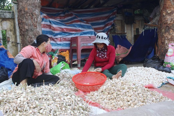 700 tons of dried garlic in Ly Son Island District have not been consumed to the market