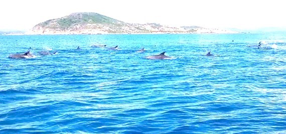 Dolphins leapt fast from the water.