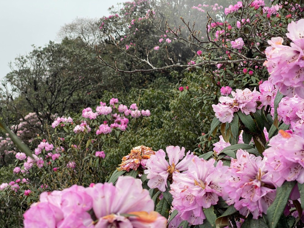 Rhododendron blooms early across northwest forests, hills | SGGP ...