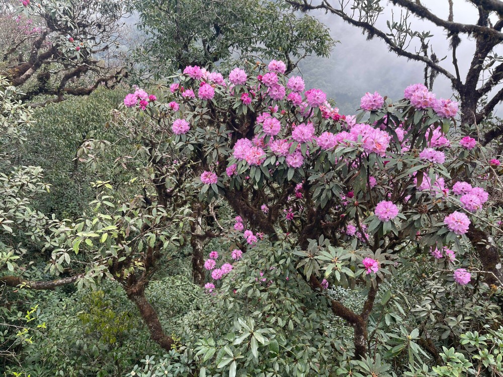 Rhododendron blooms early across northwest forests, hills | SGGP ...