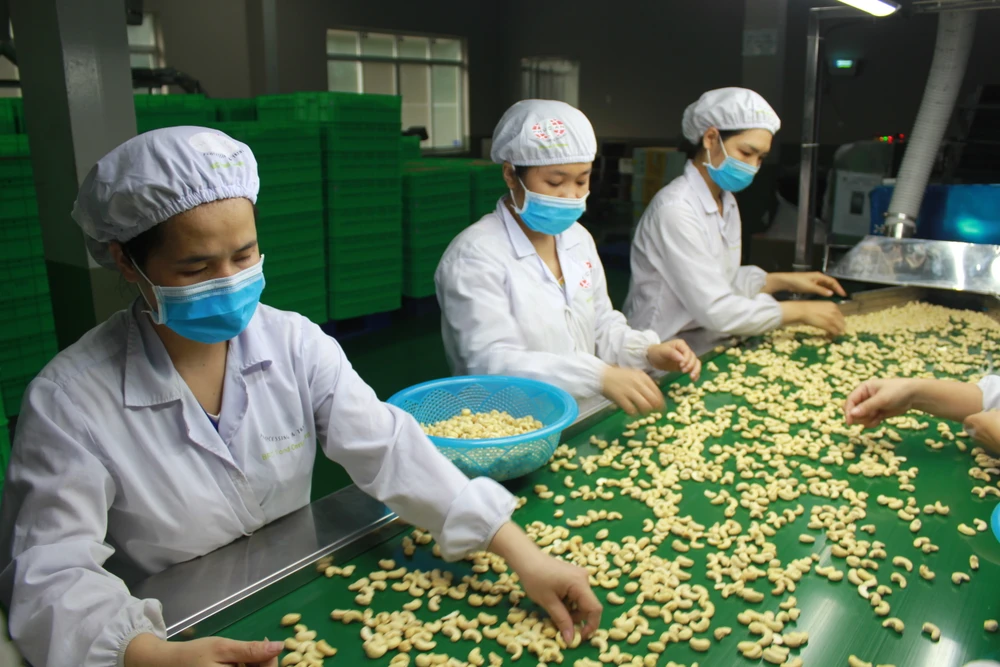 Ngành điều Việt Nam điêu đứng do nhân điều chất lượng kém nhập khẩu tăng