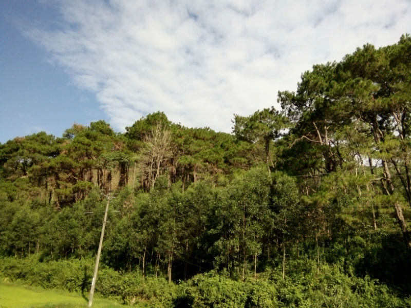 Diện tích rừng phòng hộ ở huyện Ba Tơ, Quảng Ngãi