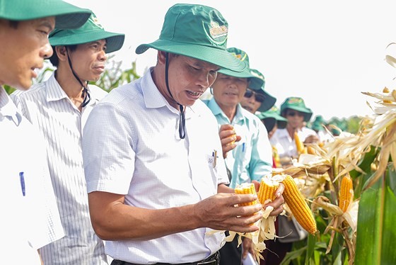 Corn seeds brought into Vietnam by Monsanto for testing (Photo SGGP)