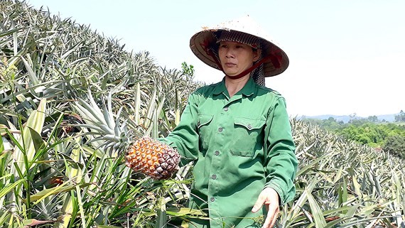 Farmers are sad because of the price of pineapple falls