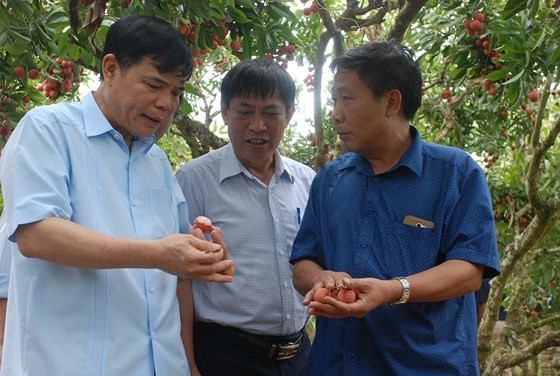 Minister of Agriculture and Rural Development Nguyen Xuan Cuong (L) arrives in Luc Ngan district, Bac Giang province to promote the consumption of lychee.