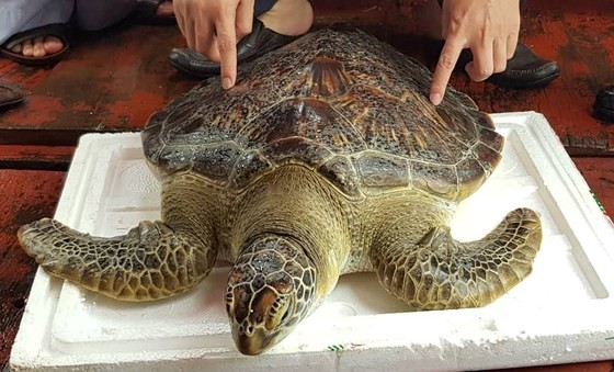 the 22kg sea turtle
