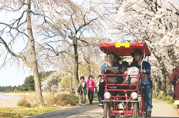 Thuê những chiếc xe đạp đôi, đạp tư với giá 200.000 - 500.000 đồng/chiếc ngắm hoa anh đào ở hồ GyeongPo