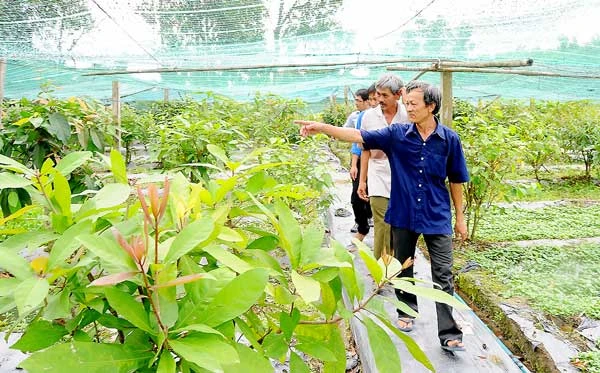 Trồng rau sạch đạt tiêu chuẩn VietGAP ở huyện Trảng Bàng, tỉnh Tây Ninh