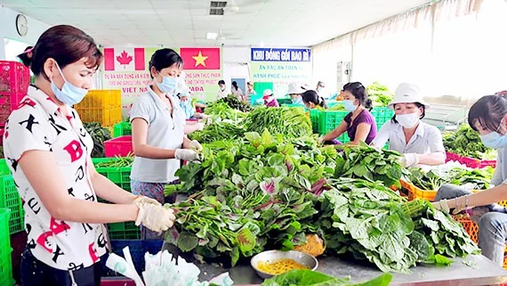 Điểm sơ chế rau của Hợp tác xã Phước An, huyện Bình Chánh, TPHCM