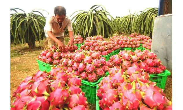 New Zealand hỗ trợ xây dựng chuỗi giá trị trái thanh long xuất khẩu