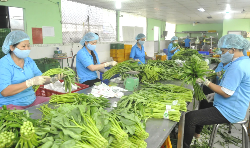 Sơ chế rau xuất khẩu và tiêu dùng trong nước tại Hợp tác xã nông nghiệp Phước An (huyện Bình Chánh, TPHCM). Ảnh: CAO THĂNG