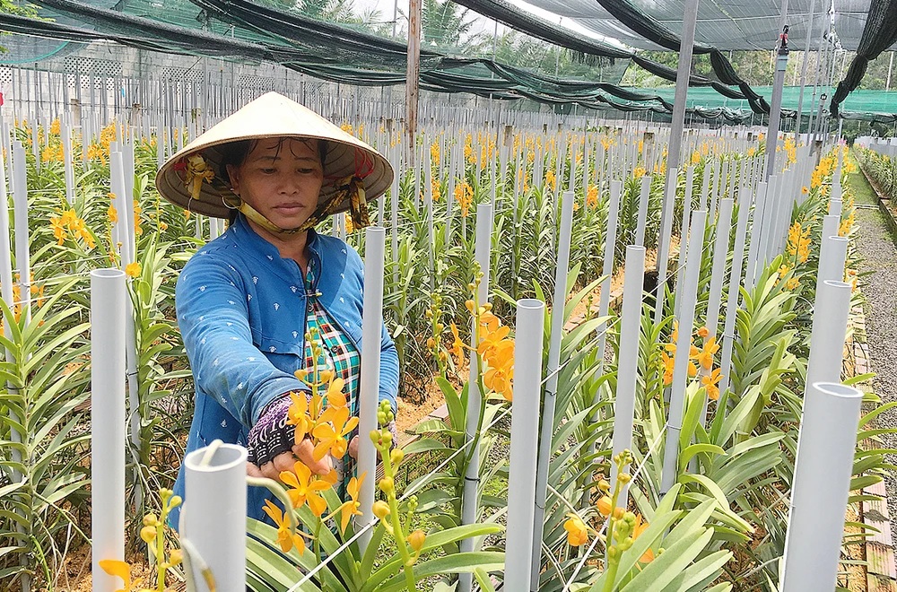Năm 2020, nông nghiệp thành phố tập trung phát triển hoa lan
