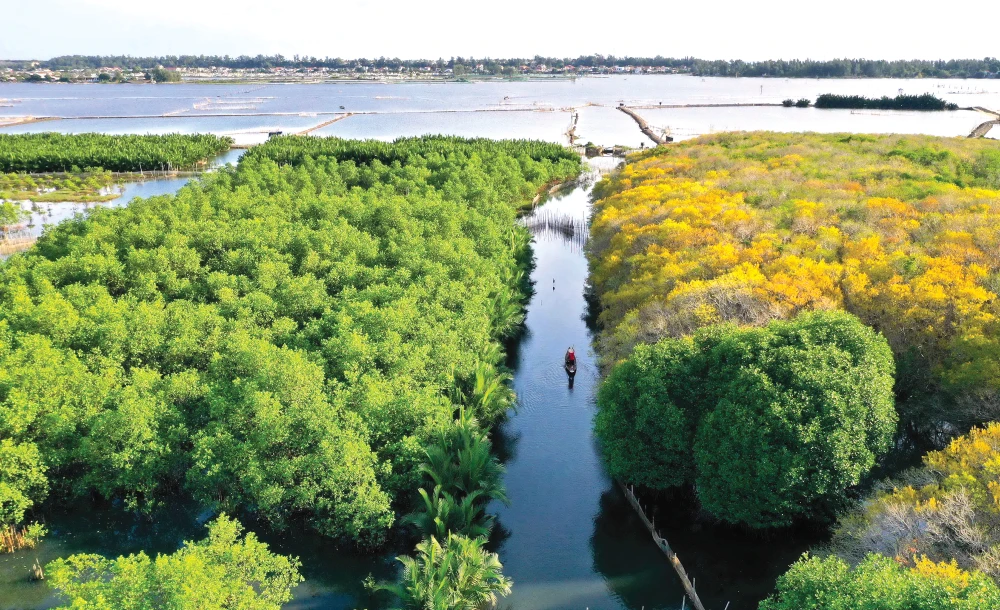 Rú Chá, viên ngọc xanh bảo tồn đa dạng sinh học giữa phá Tam Giang