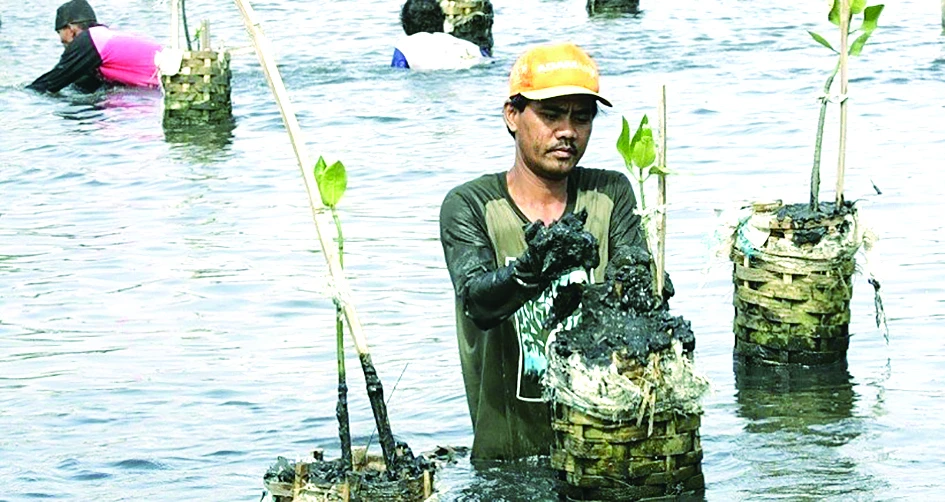 Trồng lại rừng ngập mặn ở Indonesia